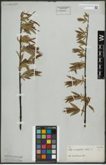 Foto von Salix acutifolia Willd.